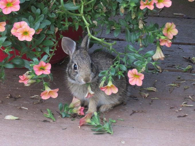 Ask the experts: Rabbit resistant flowers