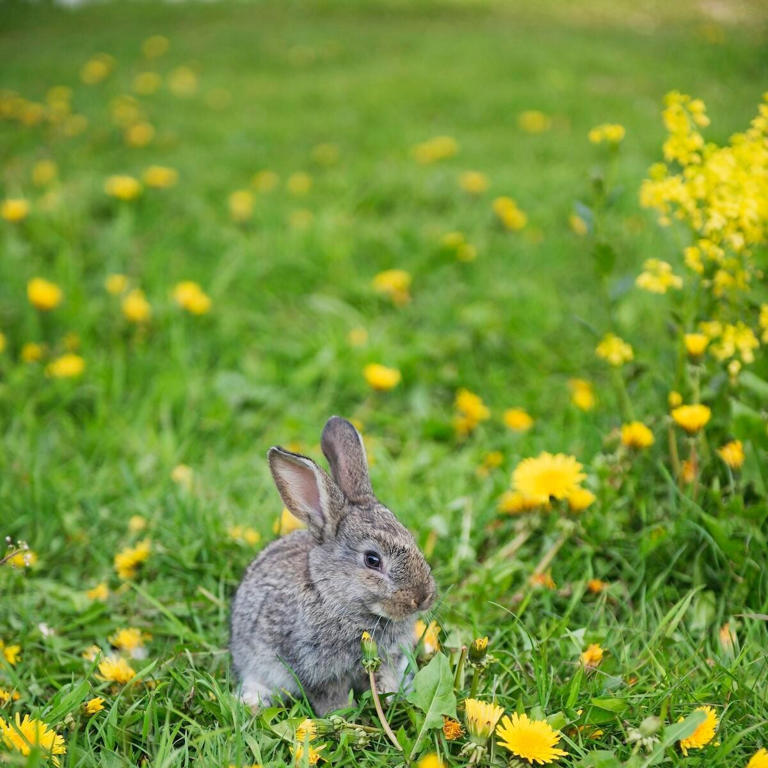 Ask the experts: Rabbit resistant flowers