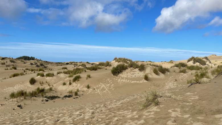 The largest sand dune trail on the Oregon coast is wildly scenic and ...