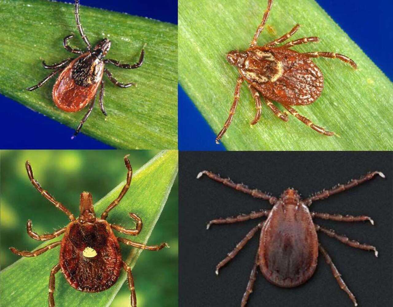 Connecticut's lone star tick population explodes, raising concern about ...
