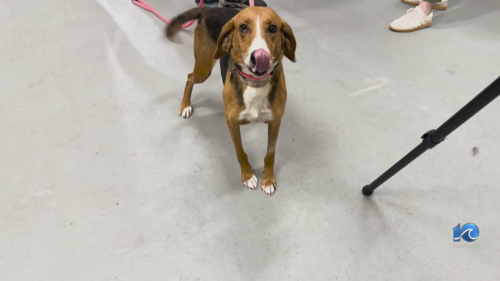 New details from PETA after animal cruelty case