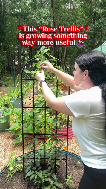 Creative garden trellis setup for beautiful climbing roses