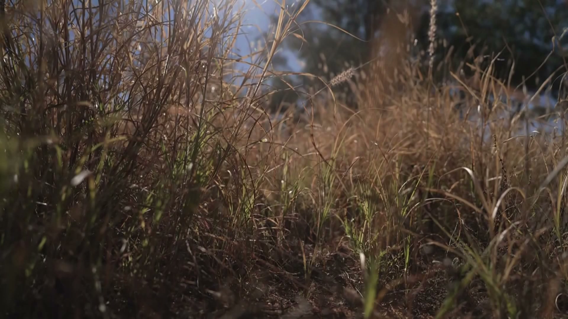 Conservationists call for control over buffel grass, the invasive weed ...