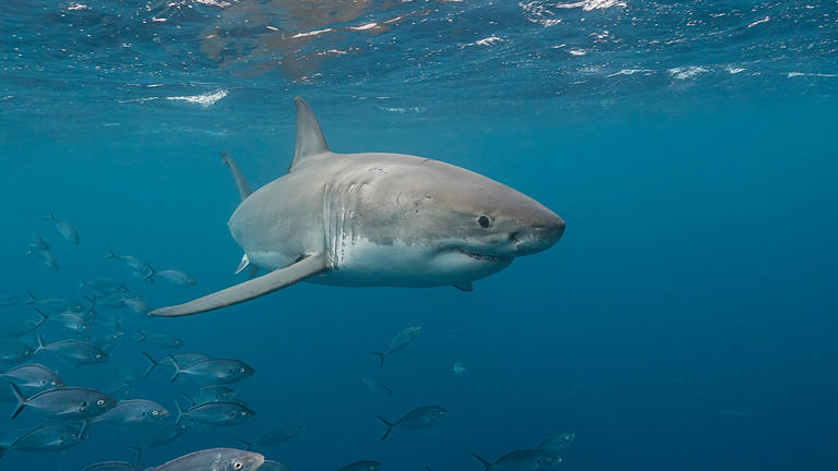 Atak rekina na Galapagos. Turystka z Austrii straciła nogę