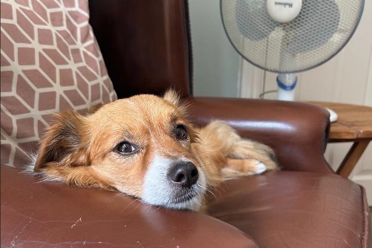 'Dog lockdown': RSPCA calls for lockdown style caution for dogs during ...