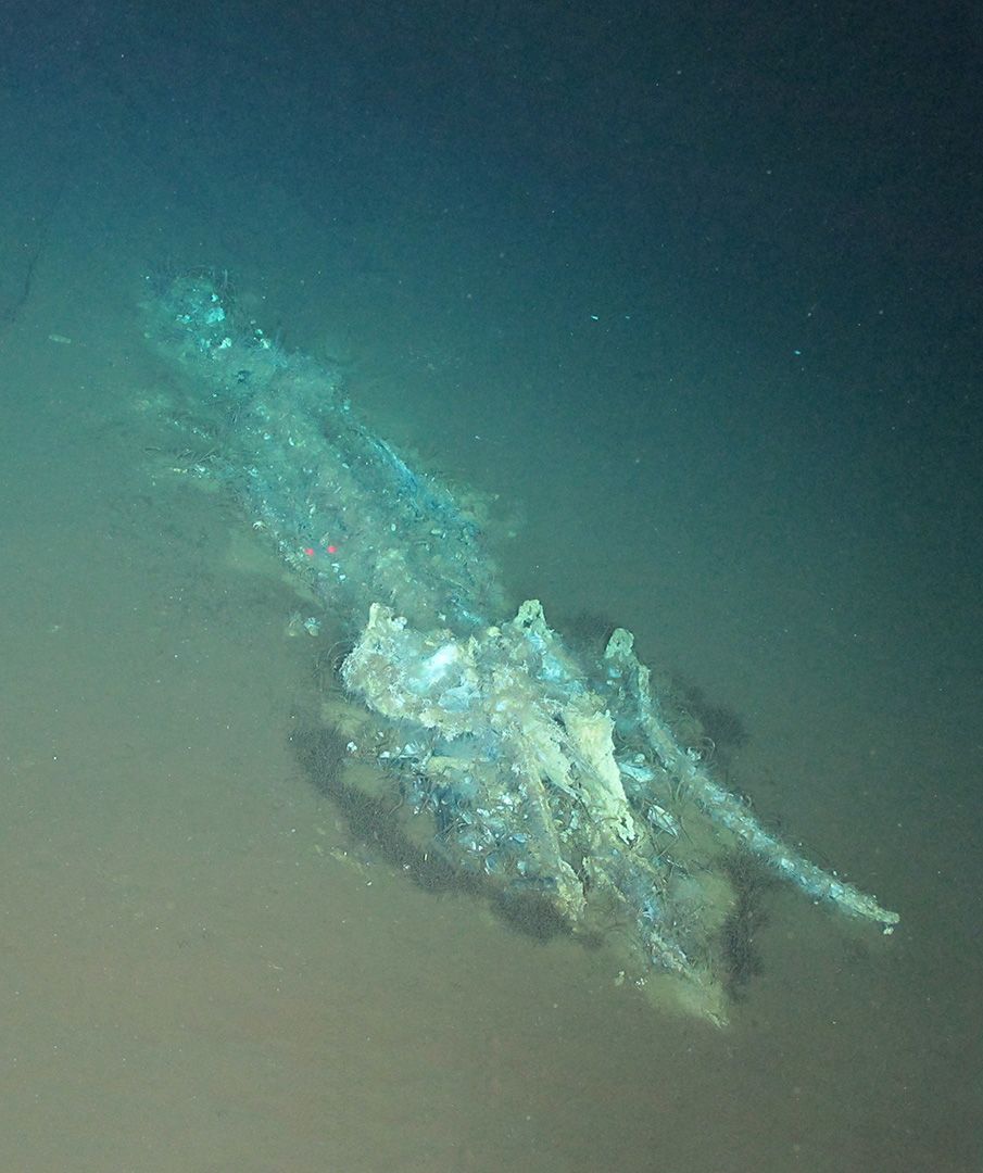 Discovery of a huge whale cemetery, 750 miles long