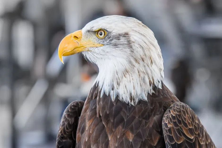8 animals that were on the verge of extinction and are now making a ...