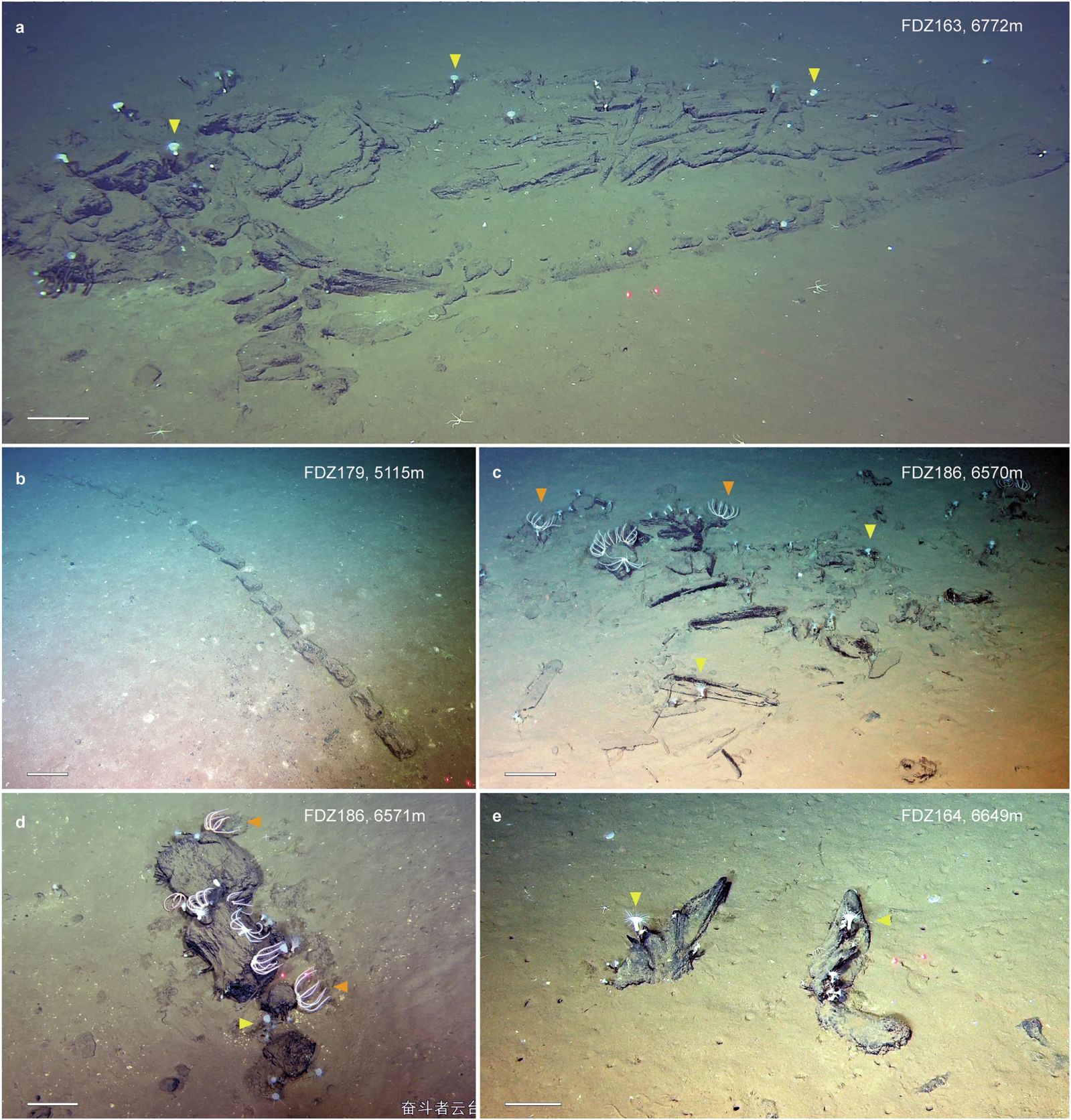 Discovery of a huge whale cemetery, 750 miles long