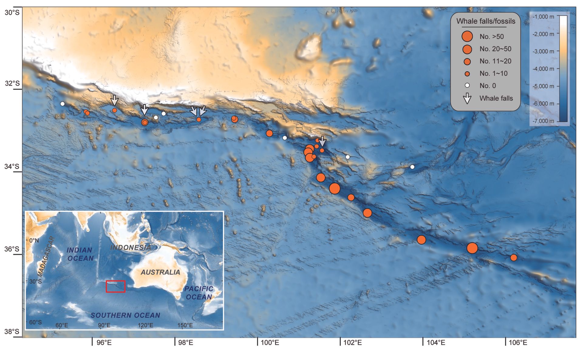 Discovery of a huge whale cemetery, 750 miles long