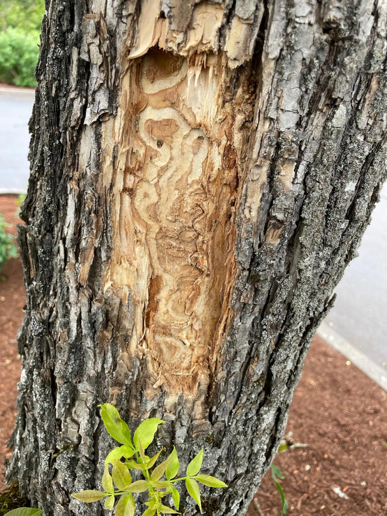 Notorious tree-killing invasive beetle reaches Salem, Silverton