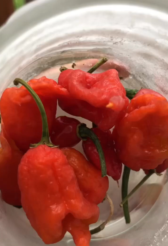 Hot sauce garden: Growing peppers for homemade spicy harvest