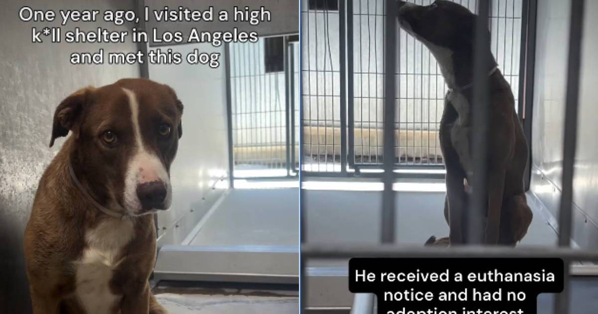 Shelter dog had hours left to live, but one request changed his life ...