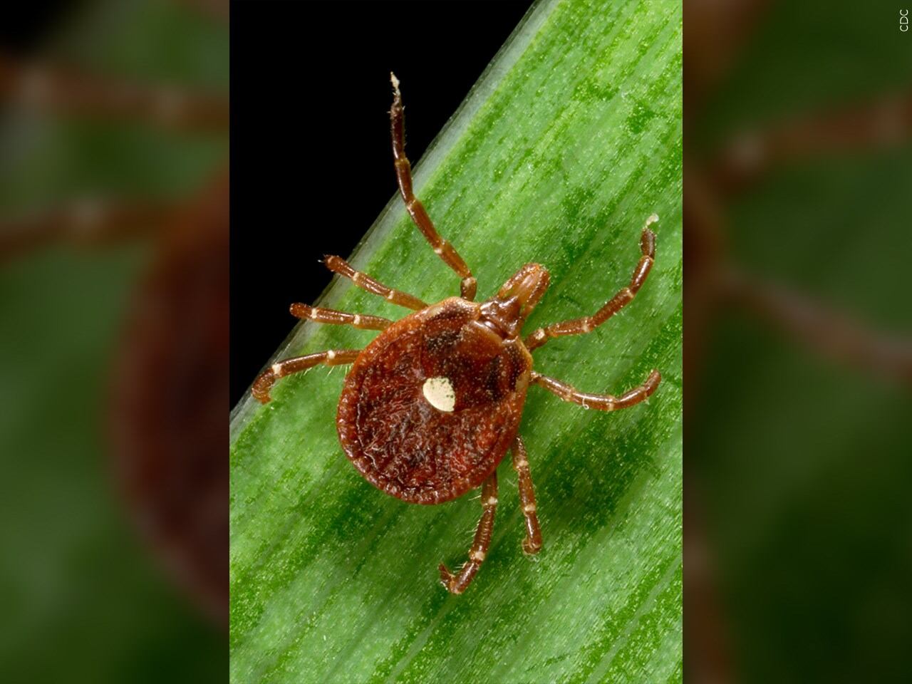 From trail to table: How a common South Carolina tick can cause a rare ...