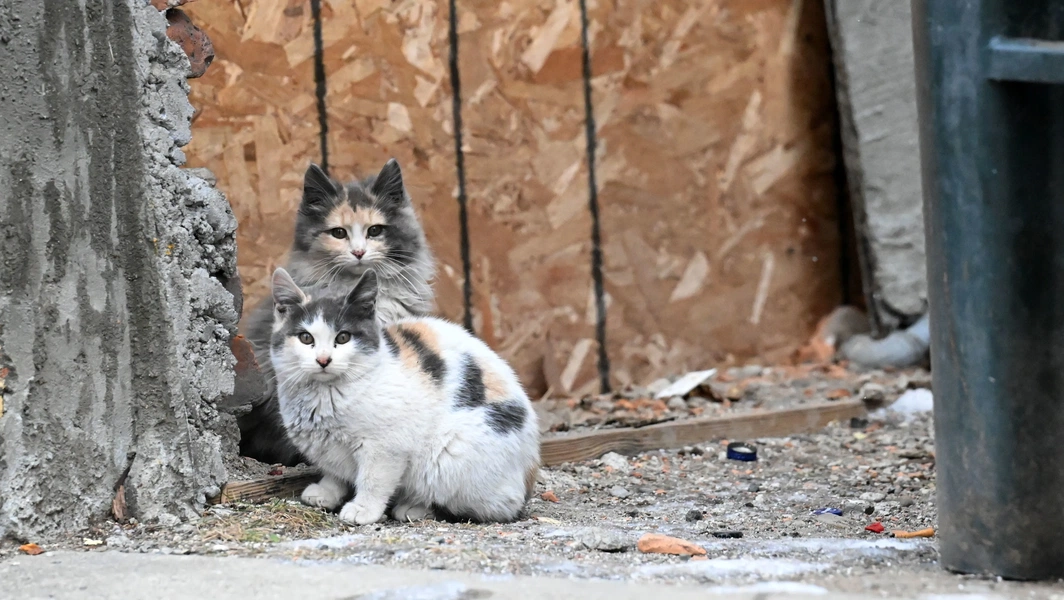 7 inspiring stray kitten rescues and care tips