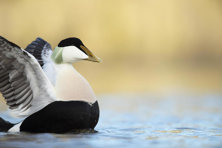 Duck census on Coquet Island complete as RSPB track iconic seabird