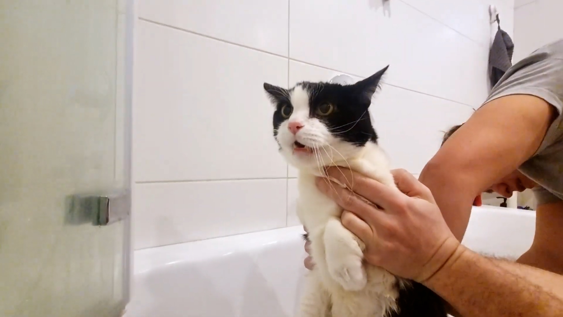 Cat realizes the bath was not a suggestion