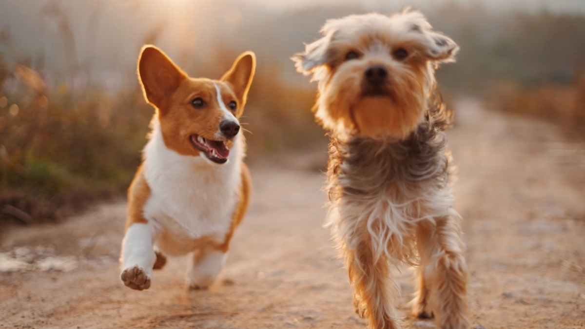 15-dog-names-that-will-make-people-instantly-adore-your-pet