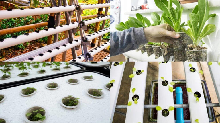 How to start a hydroponic garden at home: A beginner’s step-by-step guide