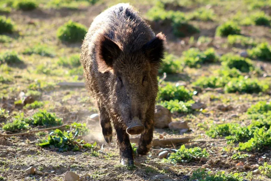 The 6 most invasive species in America - and the damage they are ...
