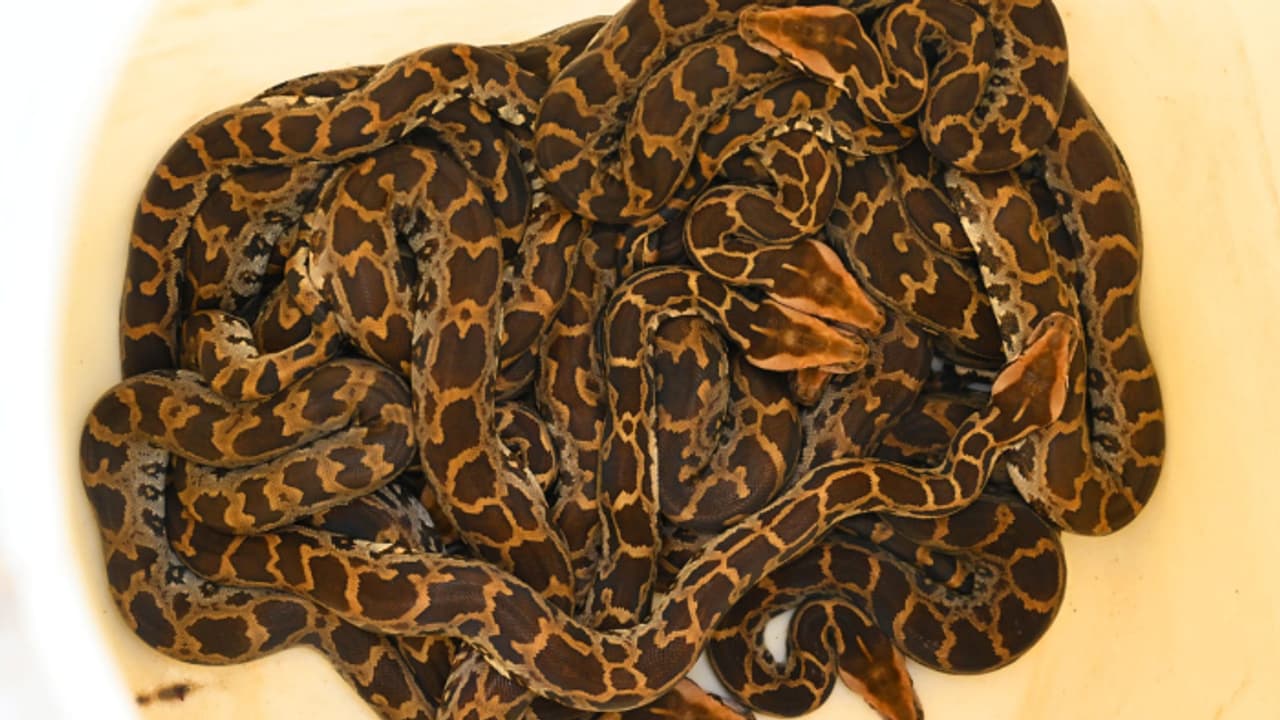 China python racket: 309 snakes found in house after high electricity ...