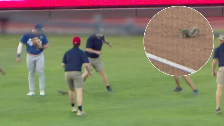 Squirrel running on Slugger Field delayed game