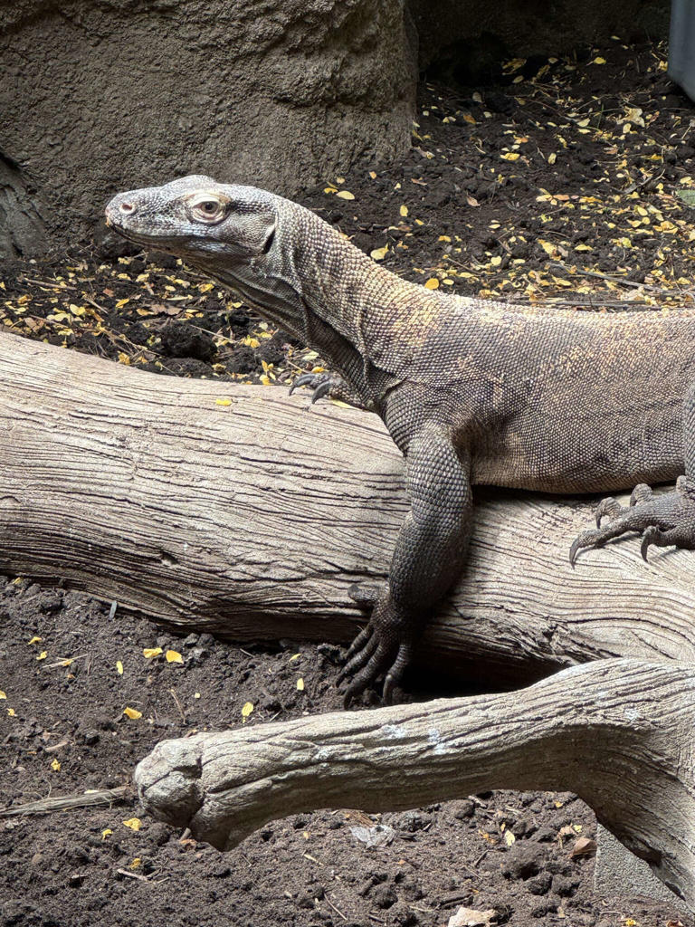 World's largest lizard gets a new home on the Texas coast