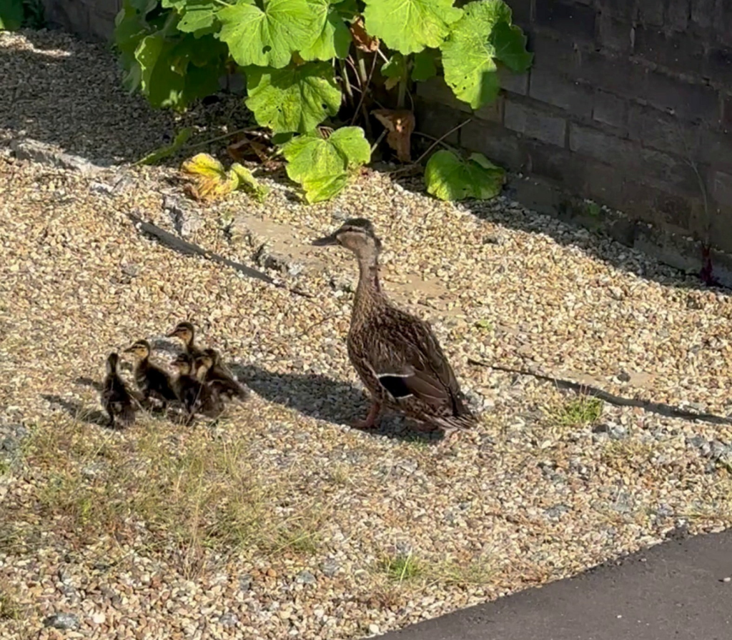 Window cleaner rescues three ducklings trapped in storm drain