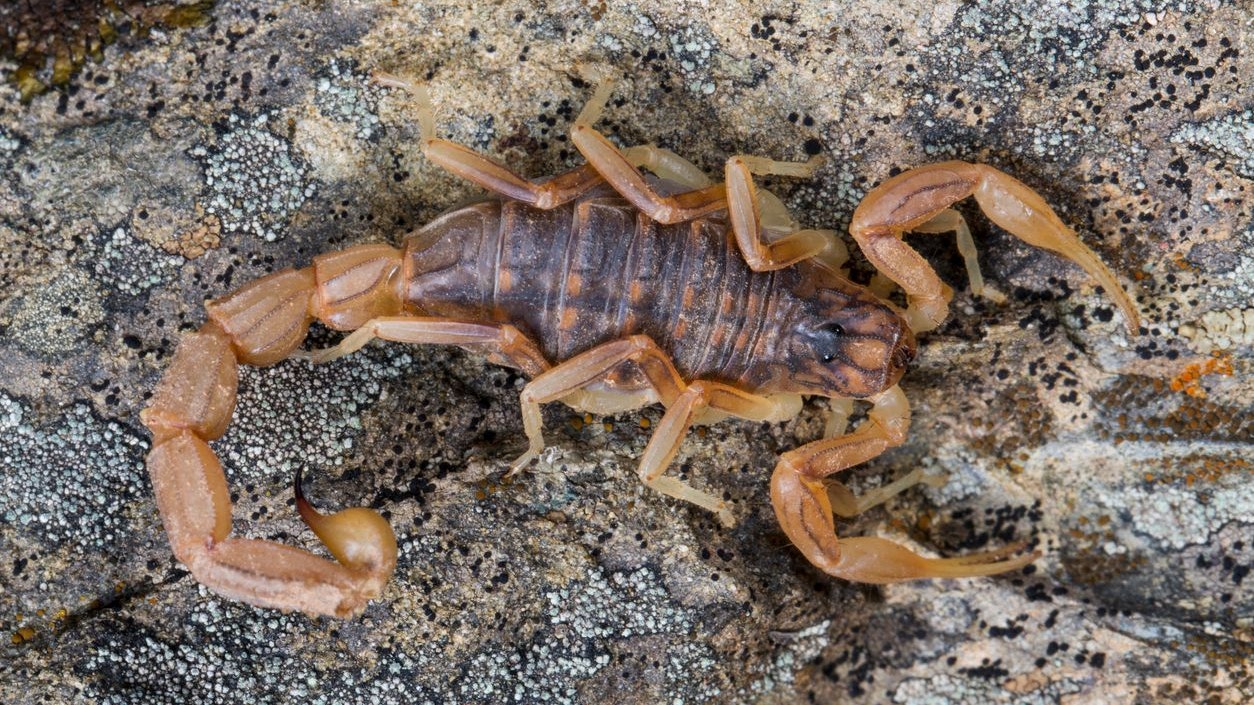 Größter Skorpion der Erdgeschichte entdeckt