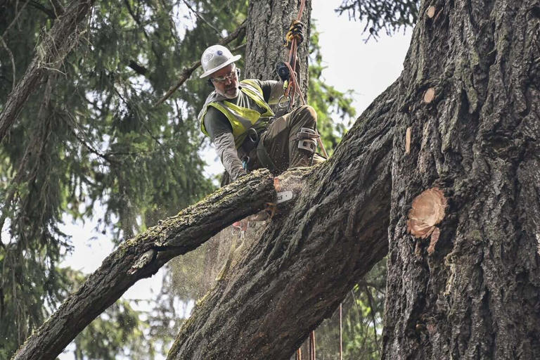 Watch: Largest tree in Lakewood comes down one branch at a time