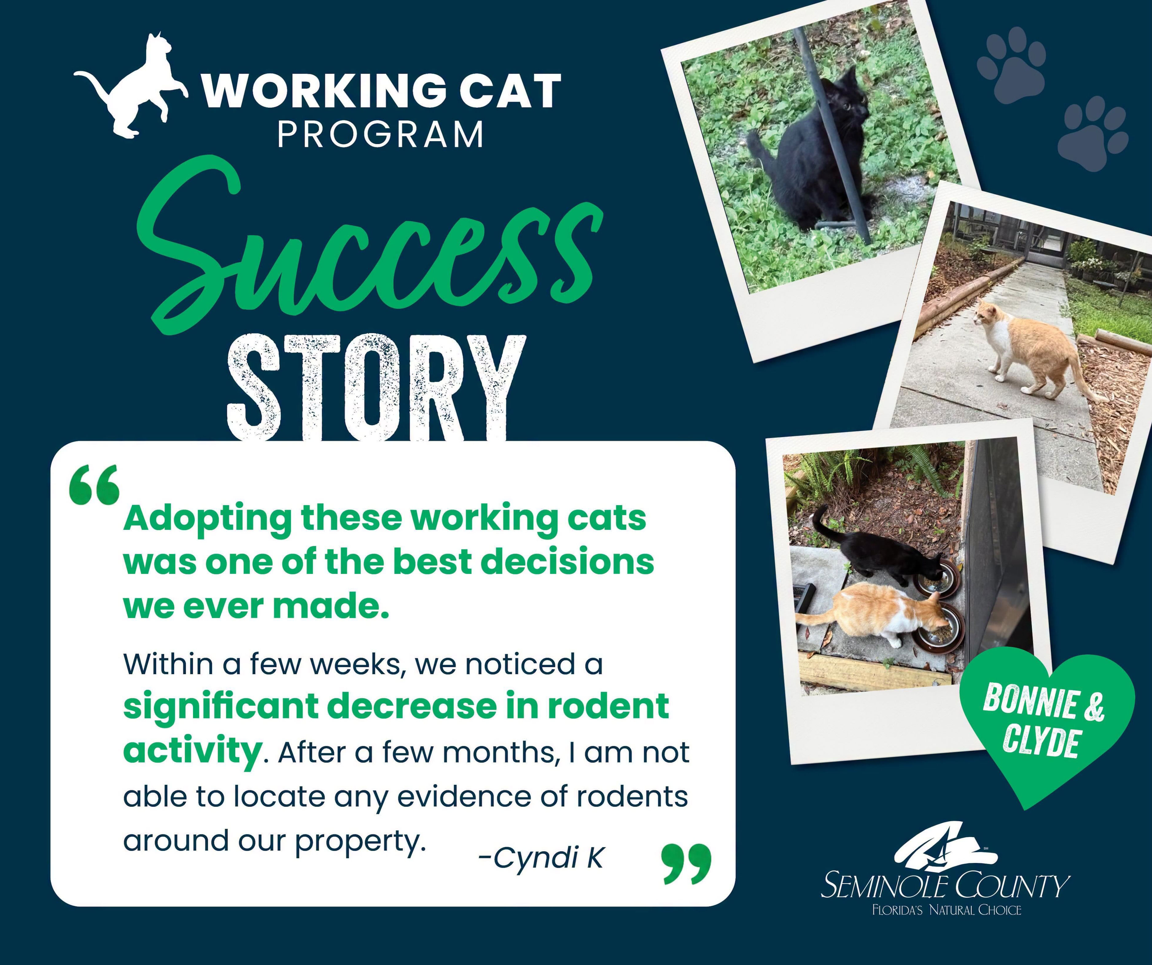 Seminole County cats get second chance through working cat program