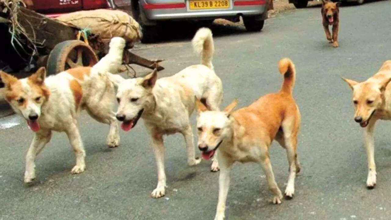 Pack of stray dogs attack 10-year-old boy cycling in Faridabad society ...
