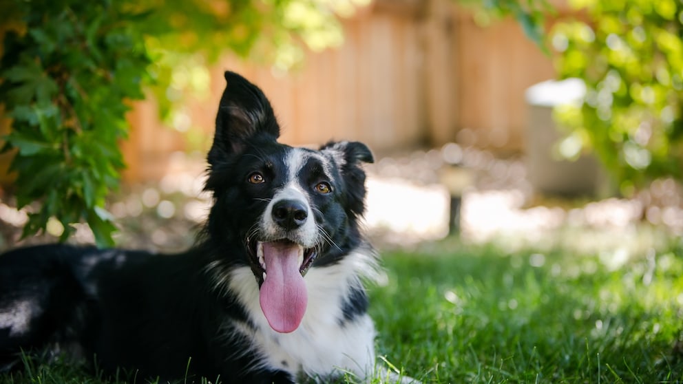 Why dogs suddenly get more stressed in summer