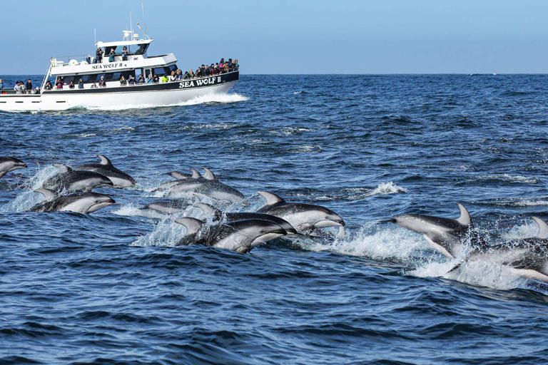 Massive pod of dolphins sighted cavorting off the California coast