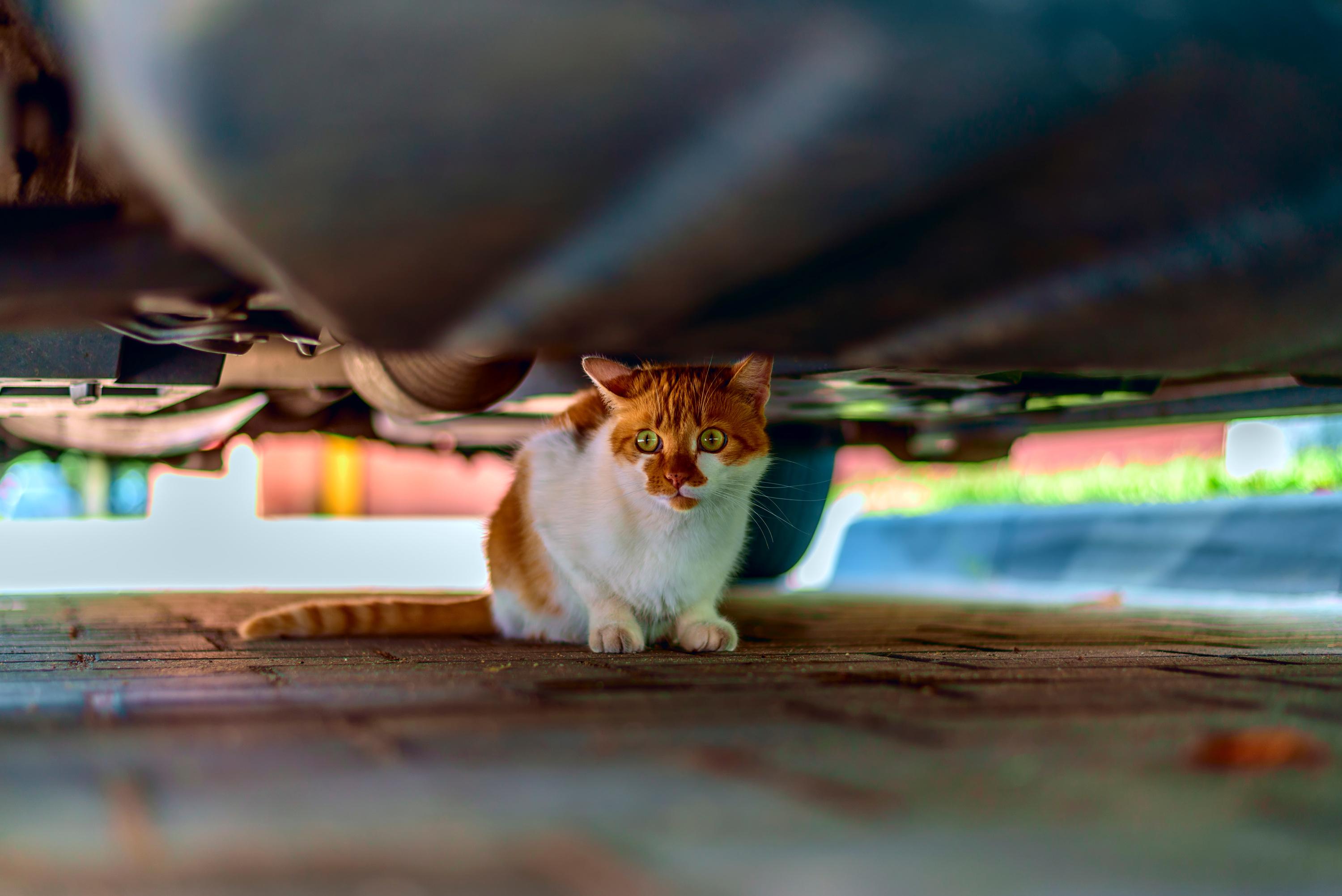 BYD dépose un brevet pour bloquer le démarrage en cas de présence animale