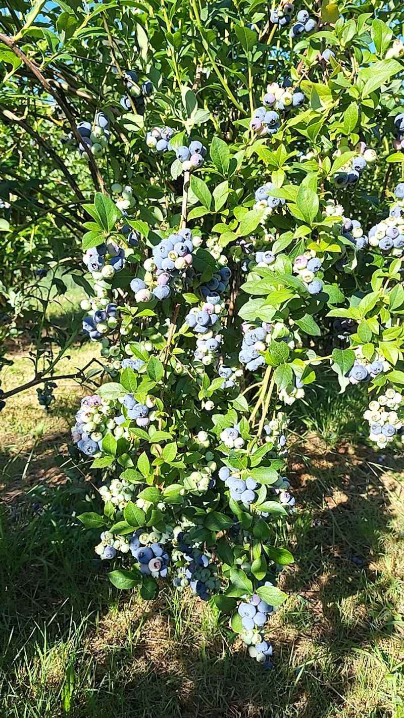 This Oregon blueberry farm has 6,000 plants and berries for only $2.75 ...