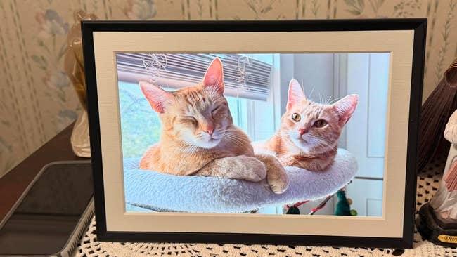 Two cats relaxing in a cozy bed by a window, displayed in a digital photo frame on a table