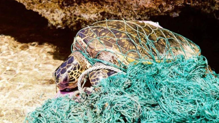 La gran mancha de basura del Pacífico: el océano de plástico que crece ...