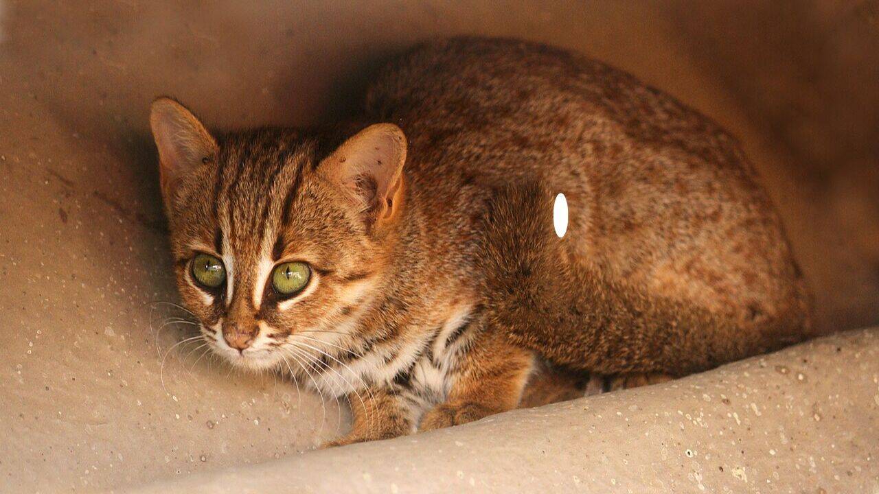 7 smallest wild cats in the world: Rusty-spotted cat, black-footed cat ...