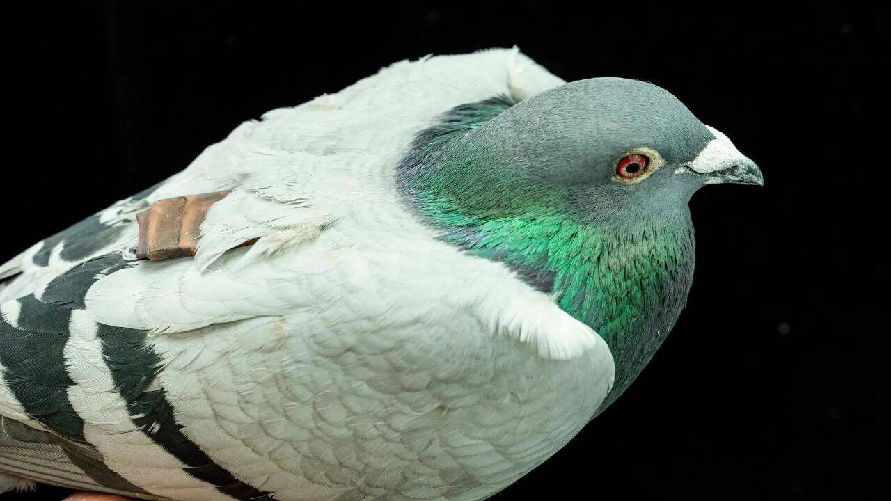 Scientists in America are using pigeons to train medical AI tools for ...