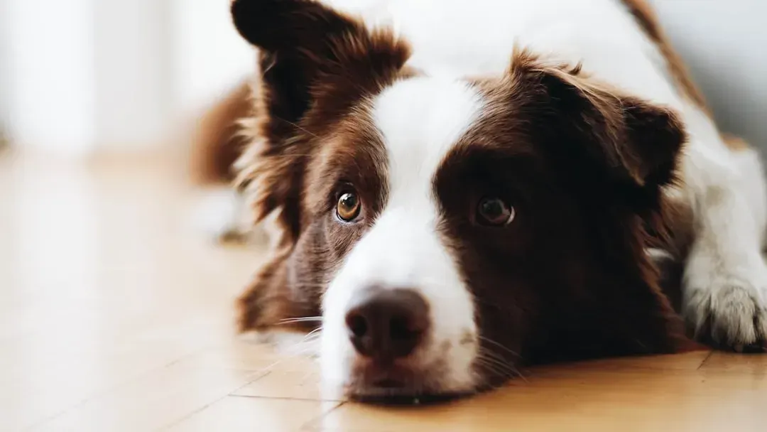 8 dog behaviours that look like disobedience but are actually signs of ...