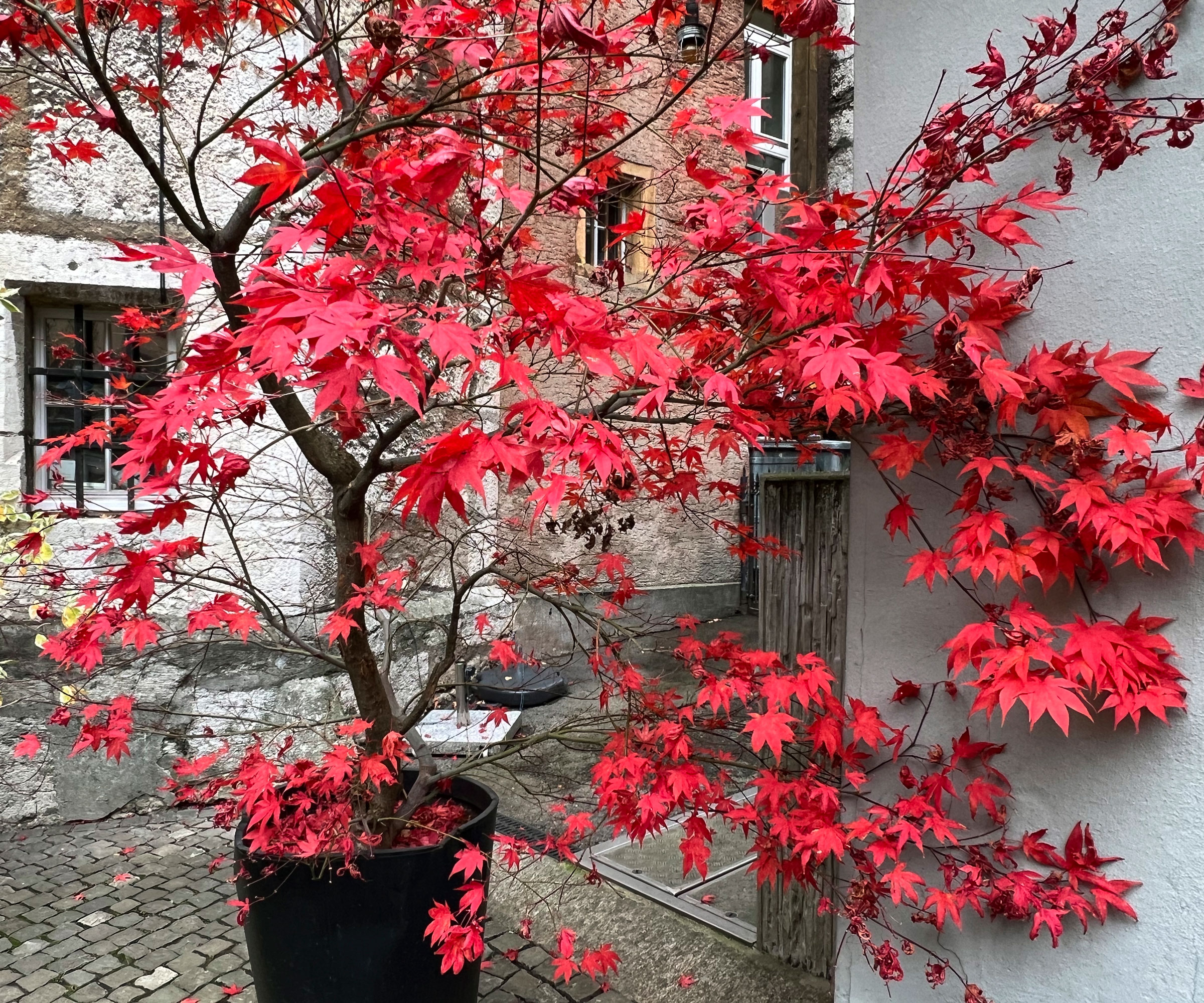 Japanese maple tree in black container with vibrant red foliage