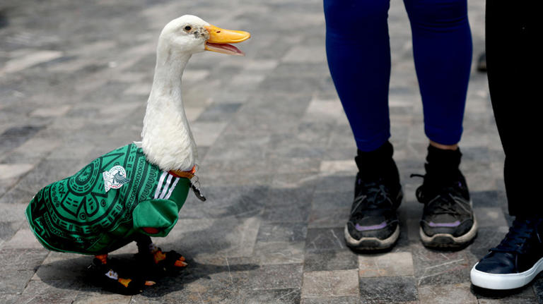 Meet Merlin, the viral duck wearing a soccer jersey and custom socks at ...