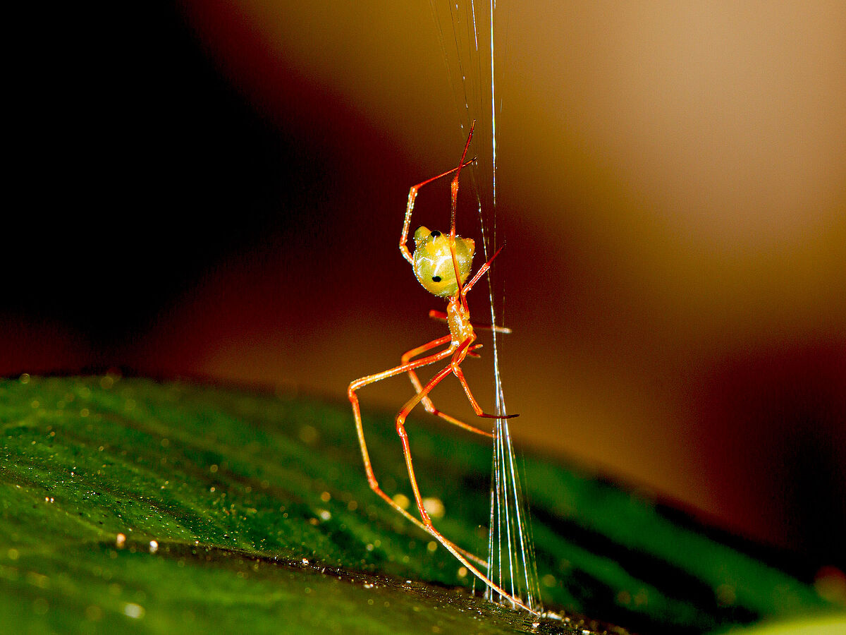 This newly discovered spider builds a unique web that catapults ants ...