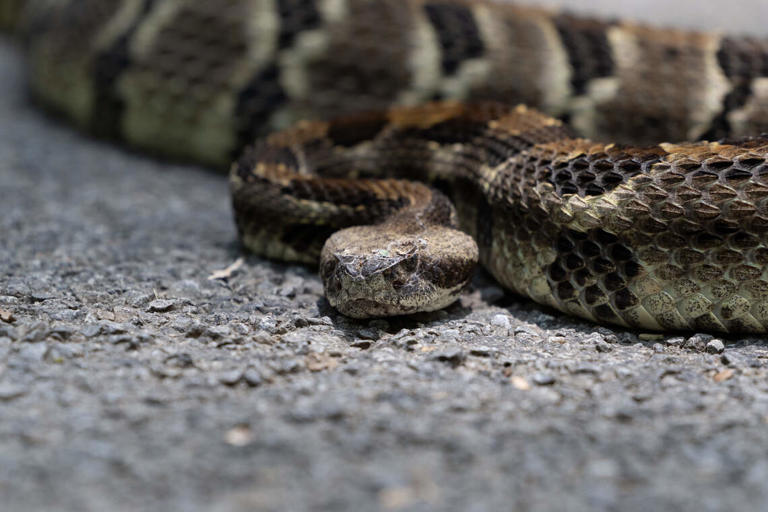 North Carolina has rattlesnakes. See how to ID the one you'd most ...