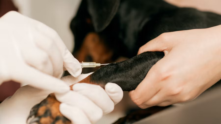 FDA approves emergency treatment as flesh-eating parasite sparks ...