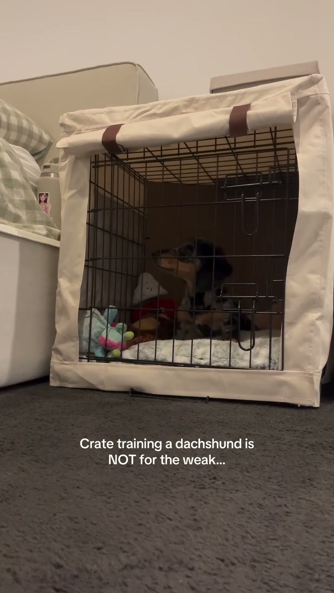 Dramatic mini dachshund reacts to crate training life