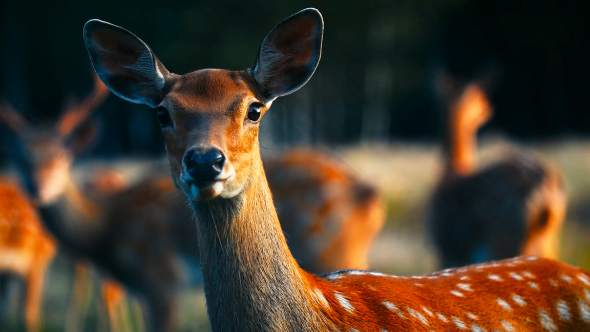 One of nature's most graceful animals up close
