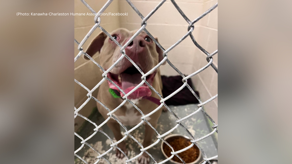 Dog rescued from crash that killed her owner in West Virginia to be ...