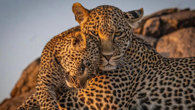 dozens-of-stranded-leopard-cubs-rescued-and-reunited-with-their-mothers