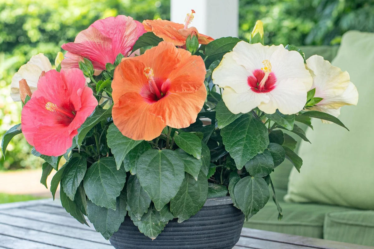Bright, plate-shaped flowers in multiple colors growing in a dark pot.